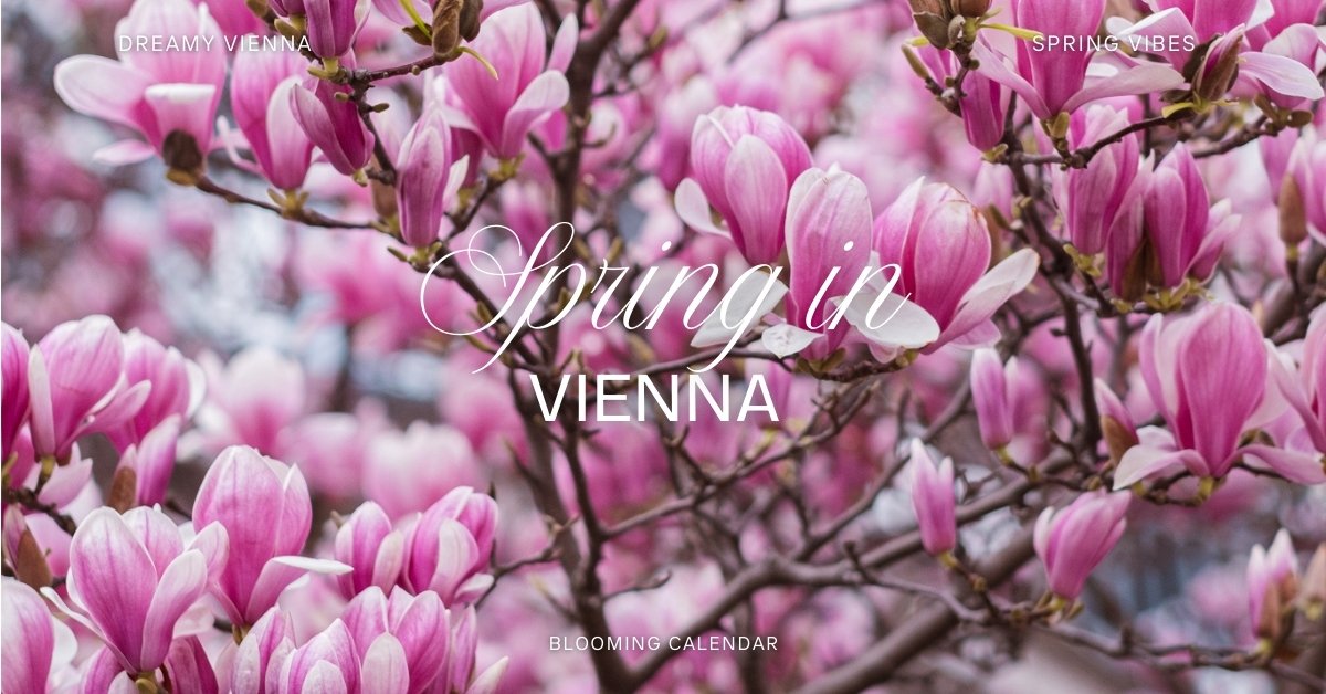 Spring Blooms in Vienna: A Photographer’s Calendar for the Perfect Vienna Photos